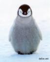 Pingui !